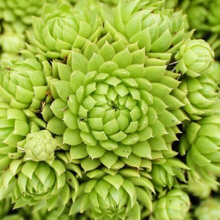 Saulrietenis 'Key Lime Kiss'